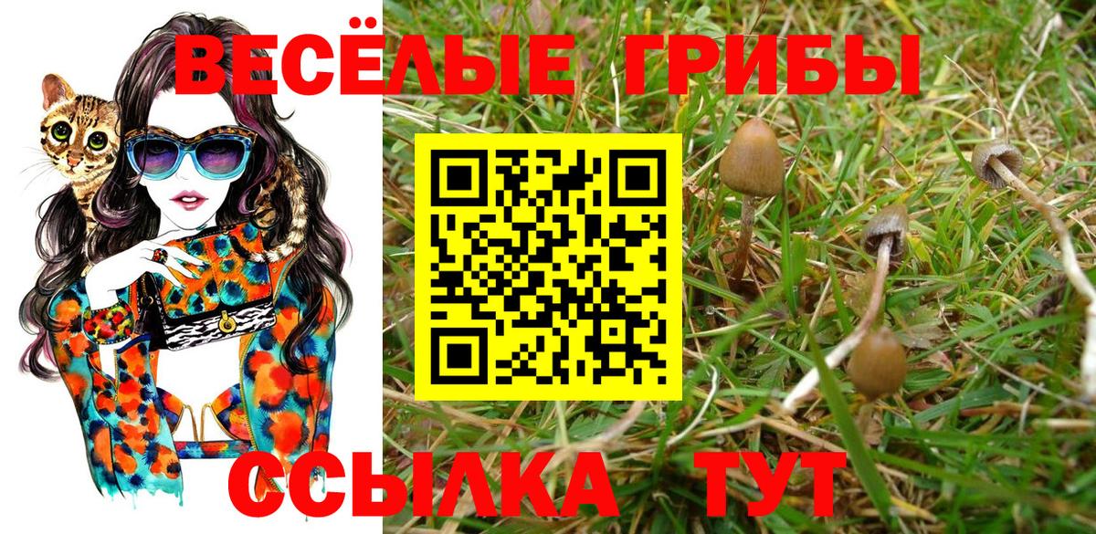 Псилоцибиновые грибы Psilocybe Рязань